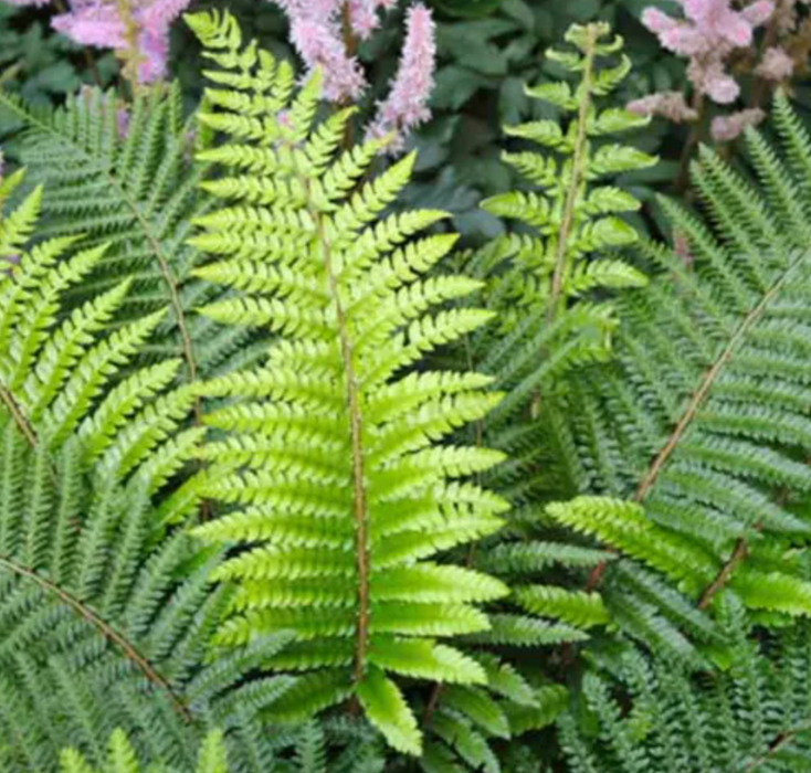 Soft Shield Fern