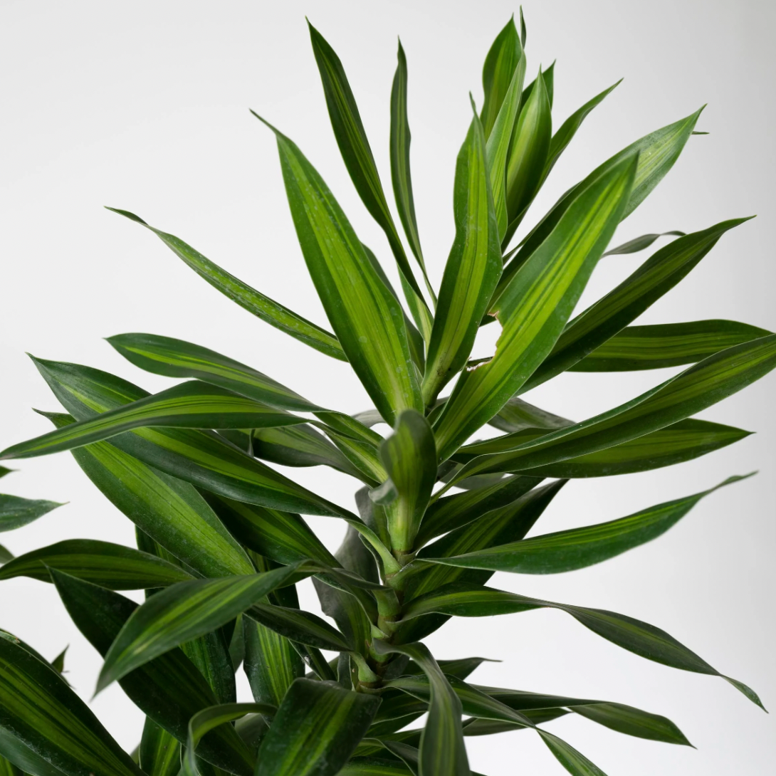 Dracaena 'Song of Jamaica' – VI Plant Shop