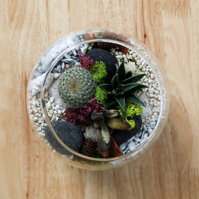Terrarium Kit: Globe