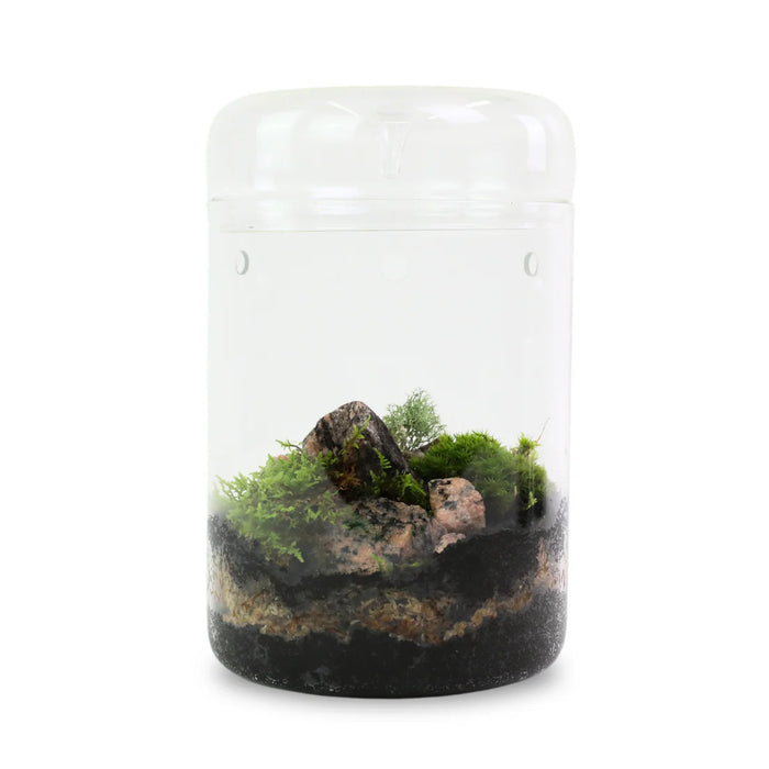 Canadian Forest Moss - Live Dormant Moss