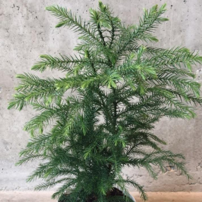 Norfolk Pine