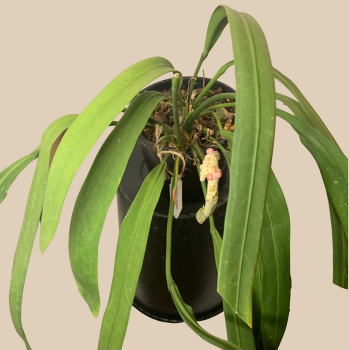anthurium vittarifolium seeds Anthurium vittarifolium – VI Plant Shop