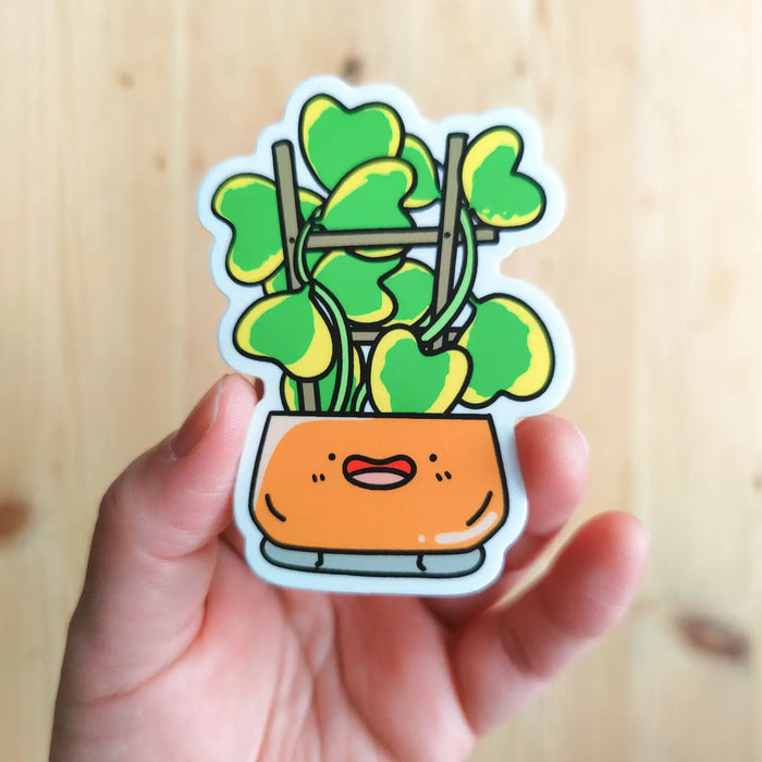 Variegated Hoya Kerrii Vinyl Sticker