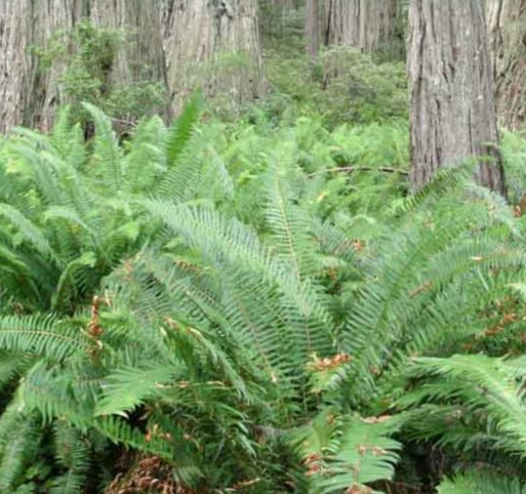Western Sword Fern – VI Plant Shop