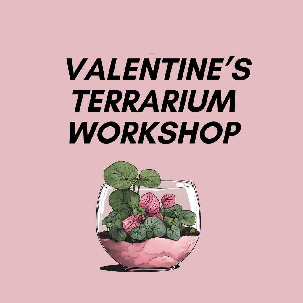 Valentine's Day Terrarium Workshop – VI Plant Shop