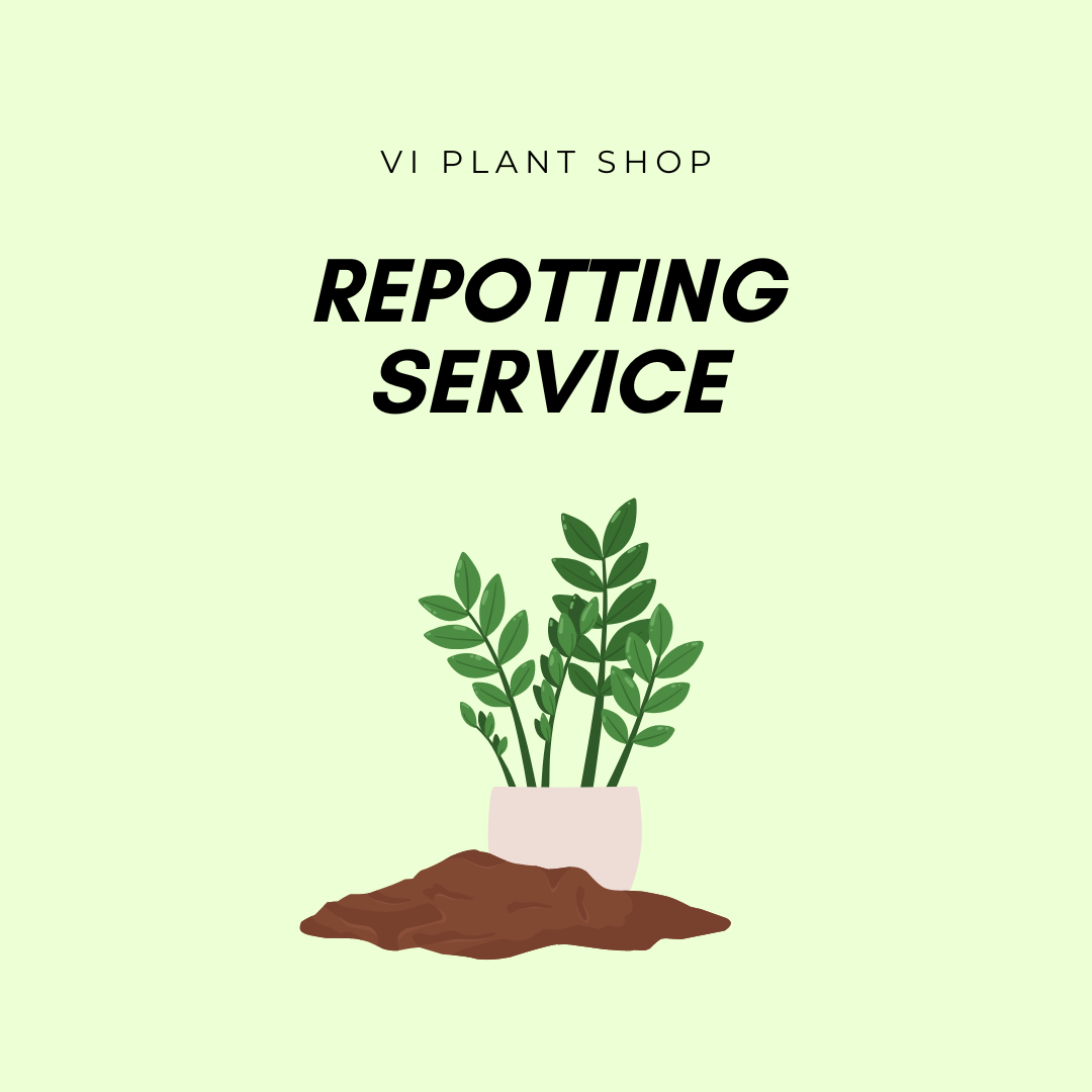 house plant repotting service Repot Fee – VI Plant Shop