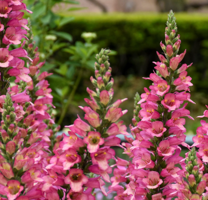 Berry Canary Foxgloves