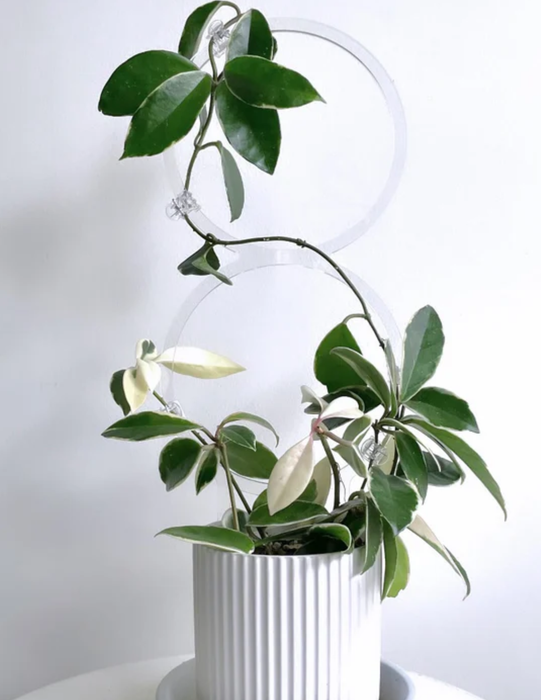 Double circle frosted acrylic trellis with a climbing plant