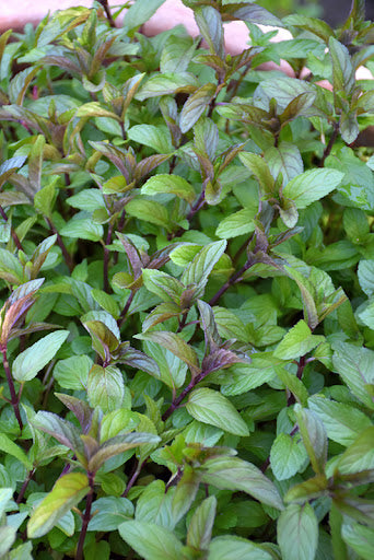 Herbs and Outdoor
