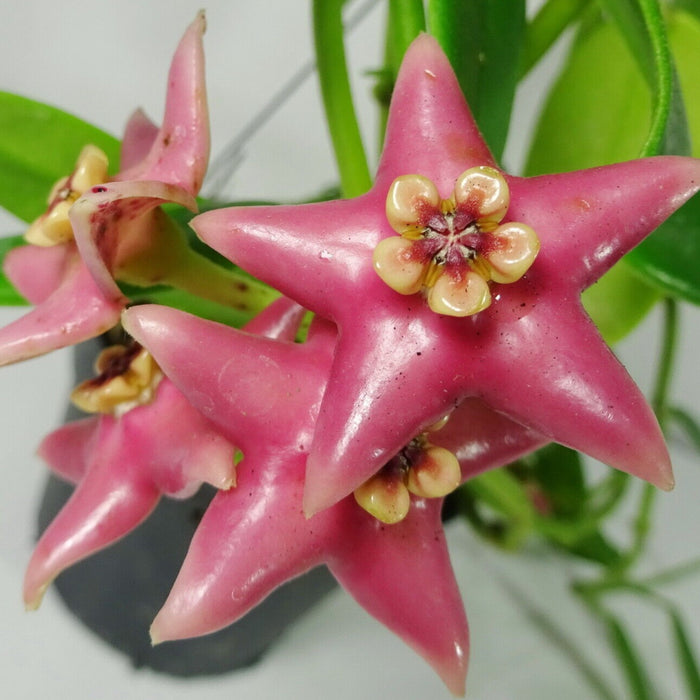 Hoya Coronaria ‘Pink’