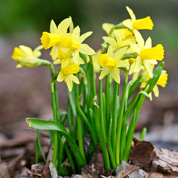 Mini Daffodil