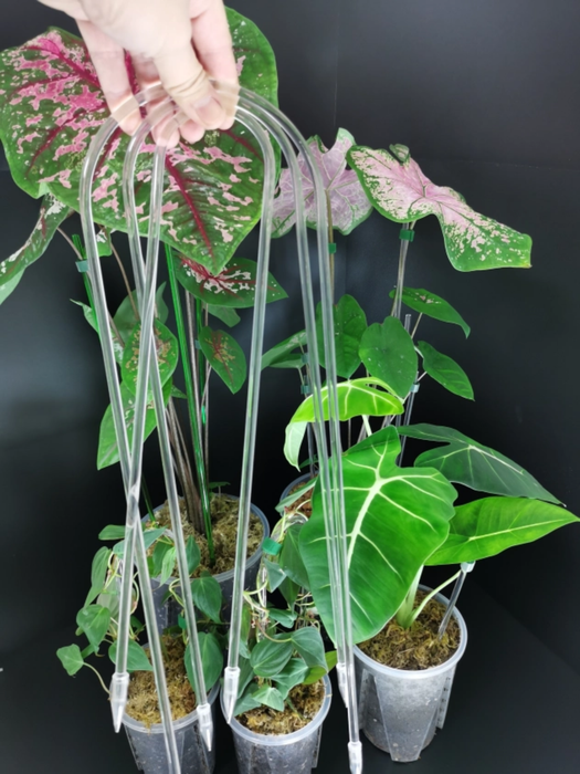 Clear arc trellis supporting a climbing plant