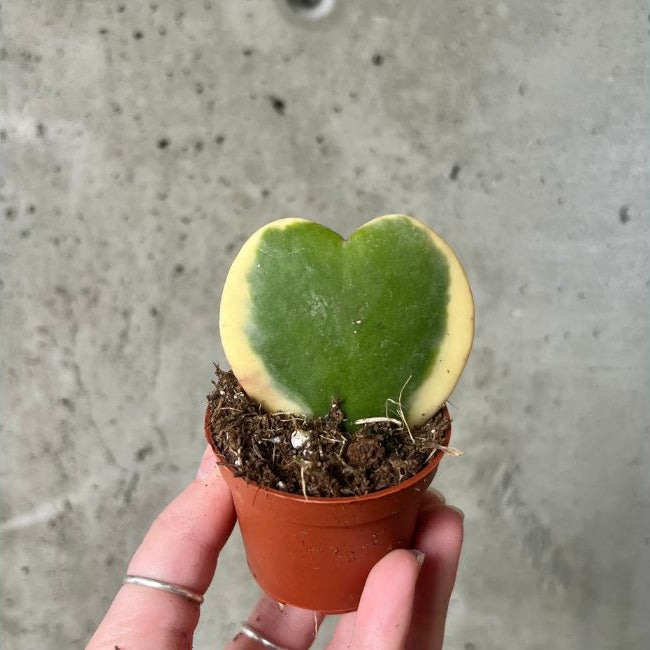 Hoya Kerrii Variegated