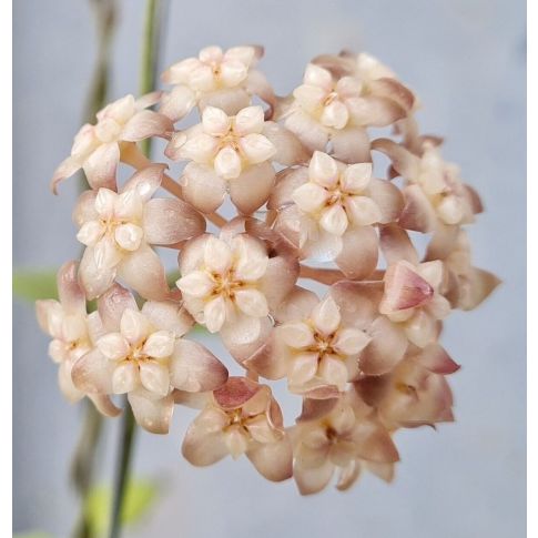 Hoya Crassipetiolata