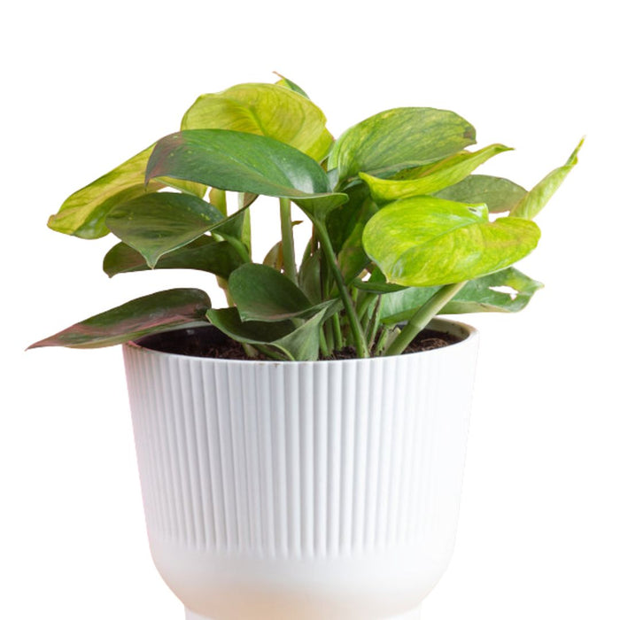 Lemon Top Pothos