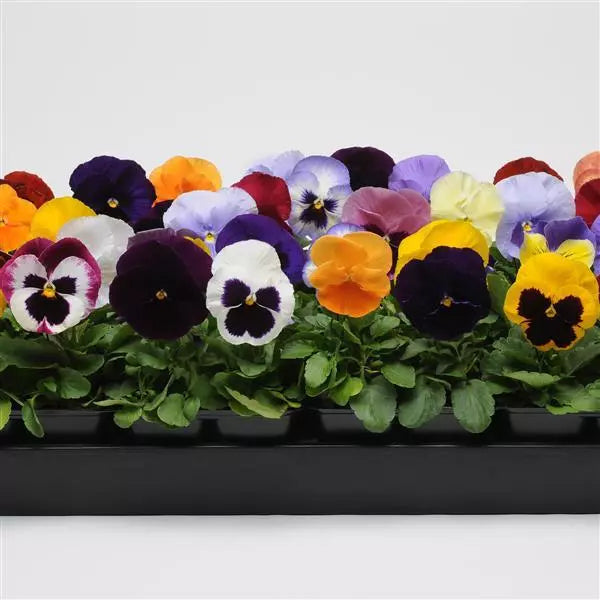 Pansy Spring Matrix™ Mixture