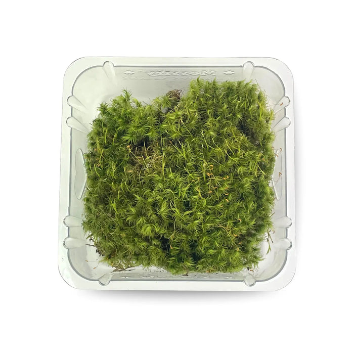 Mood Moss - Live Dormant Moss