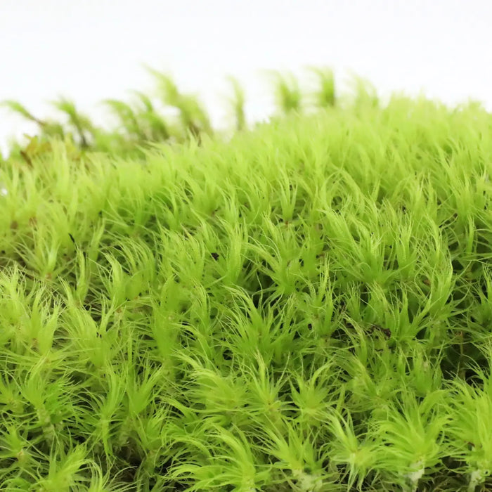 Mood Moss - Live Dormant Moss