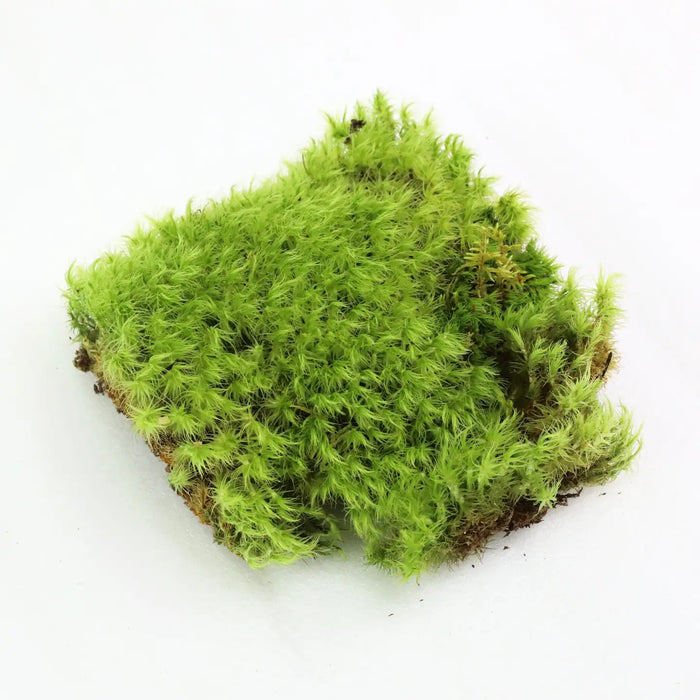 Mood Moss - Live Dormant Moss