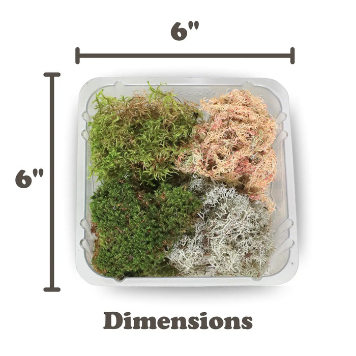 Moss Variety Pack - Live Dormant Moss
