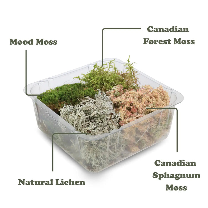 Moss Variety Pack - Live Dormant Moss
