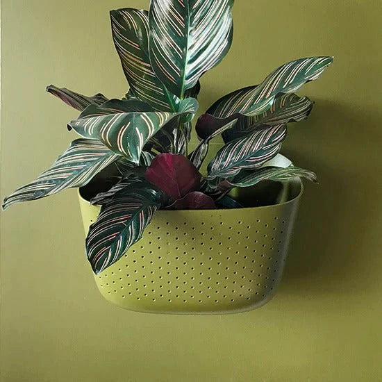 Olive Eco Wall Planter