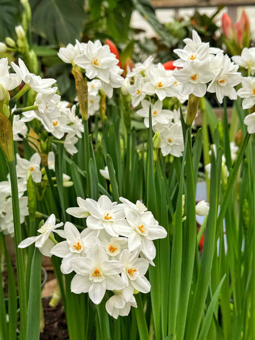 Narcissus Paperwhites
