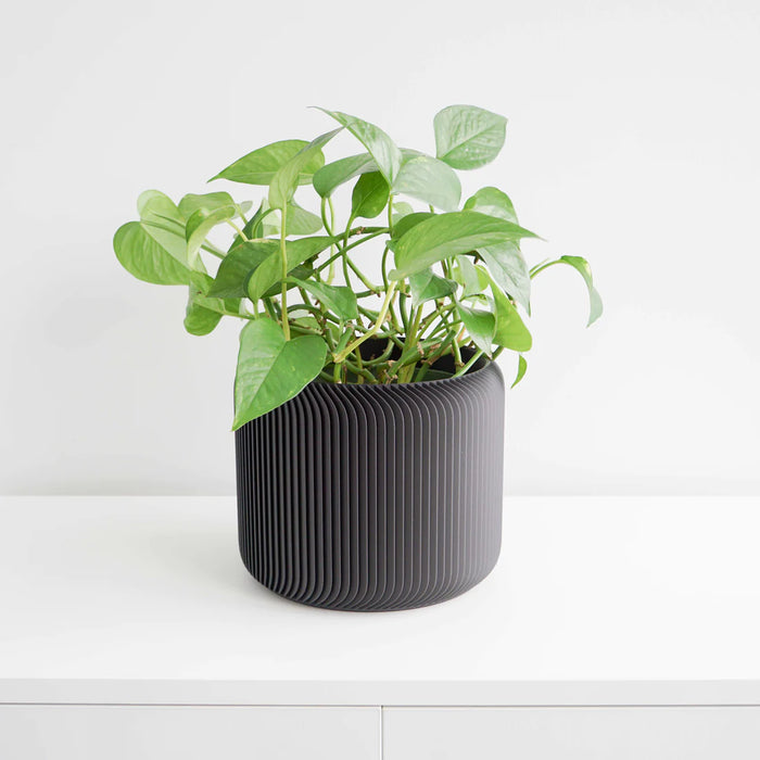 Black Pine Planter