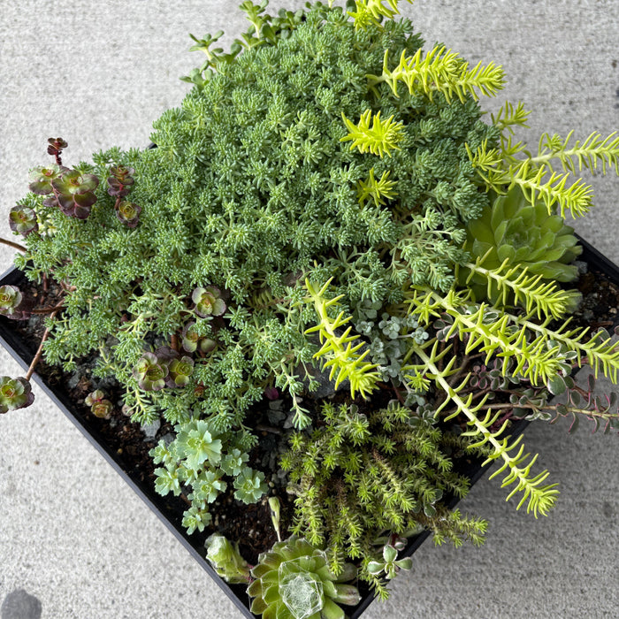 Succulent Patio Planter