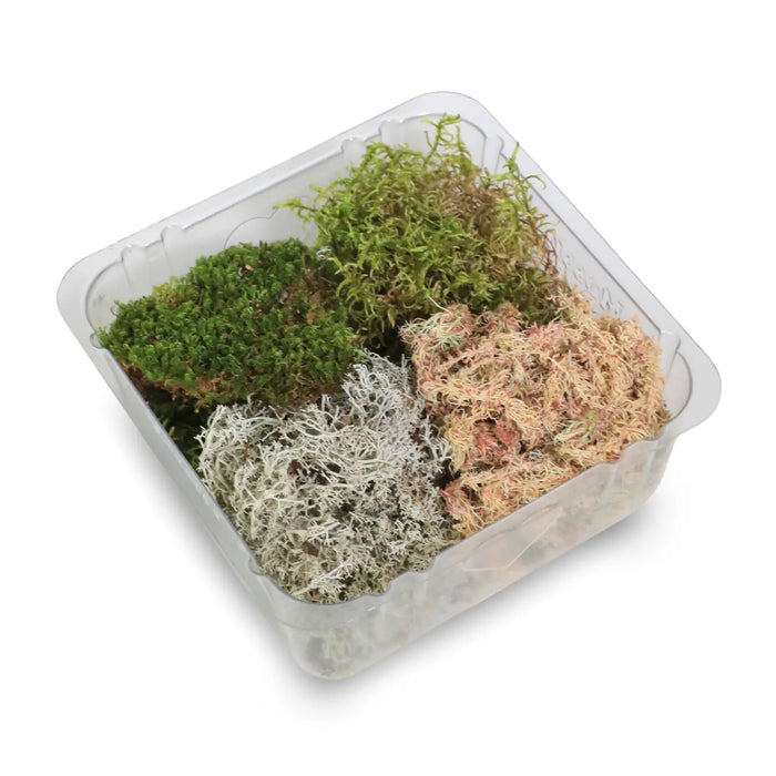 Moss Variety Pack - Live Dormant Moss