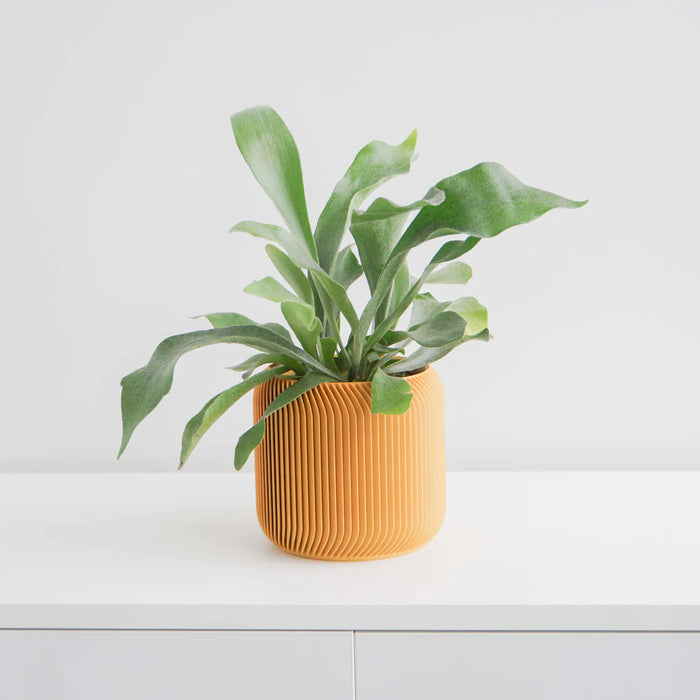 Mustard Yellow Pine Planter