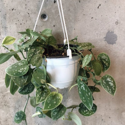 Trailing satin pothos in a white hanging pot