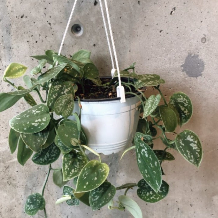 satin pothos flower Satin Pothos – VI Plant Shop