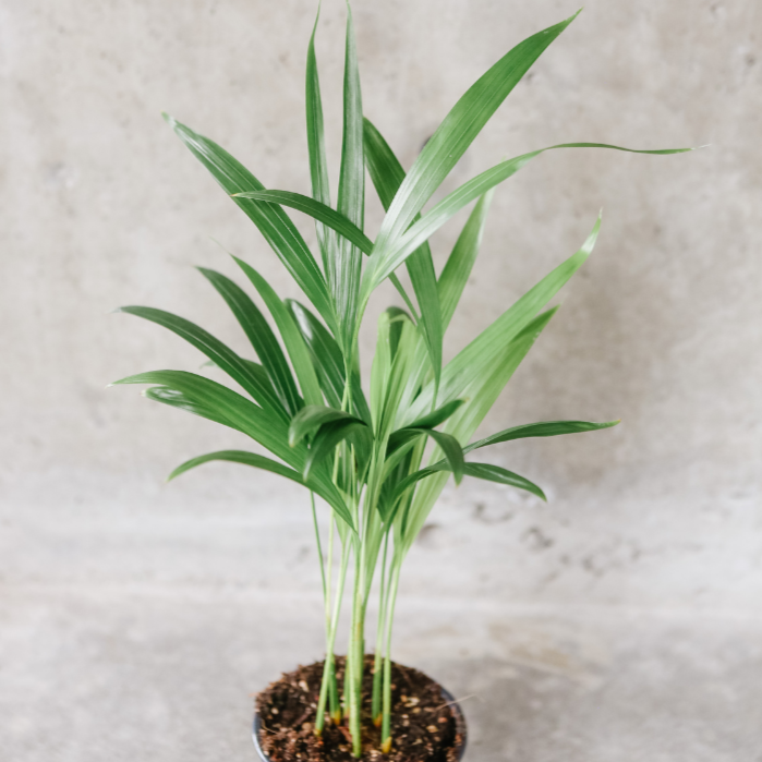 areca palm butterfly palm houseplant Butterfly Palm – VI Plant Shop