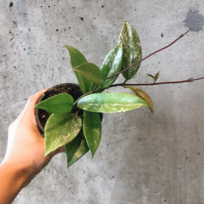 Hoya Pubicalyx
