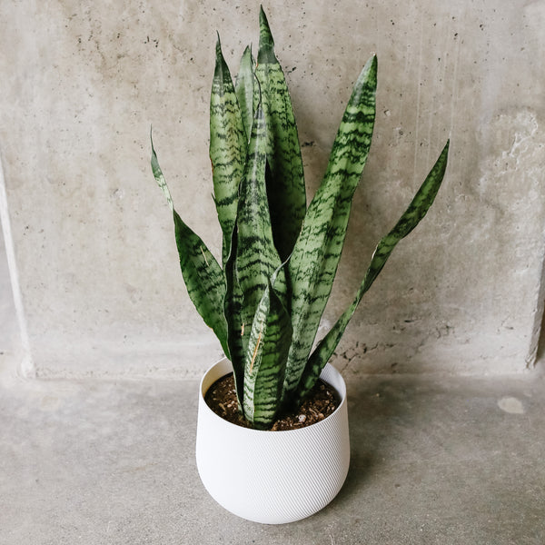 Snake Plant – VI Plant Shop