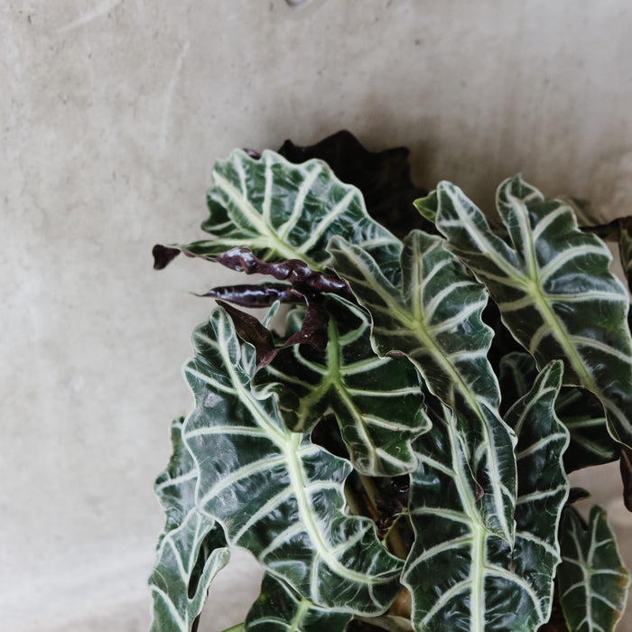 Alocasia Amazonica