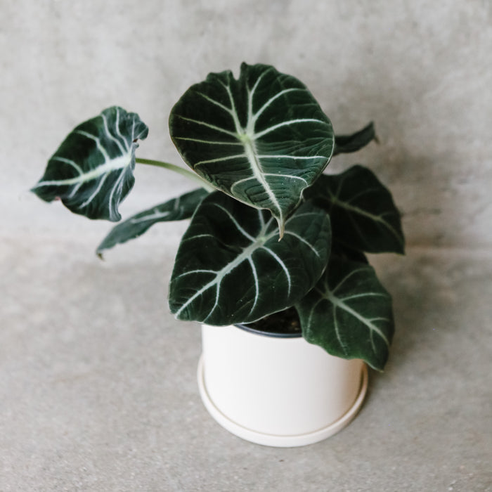 Alocasia Black Velvet