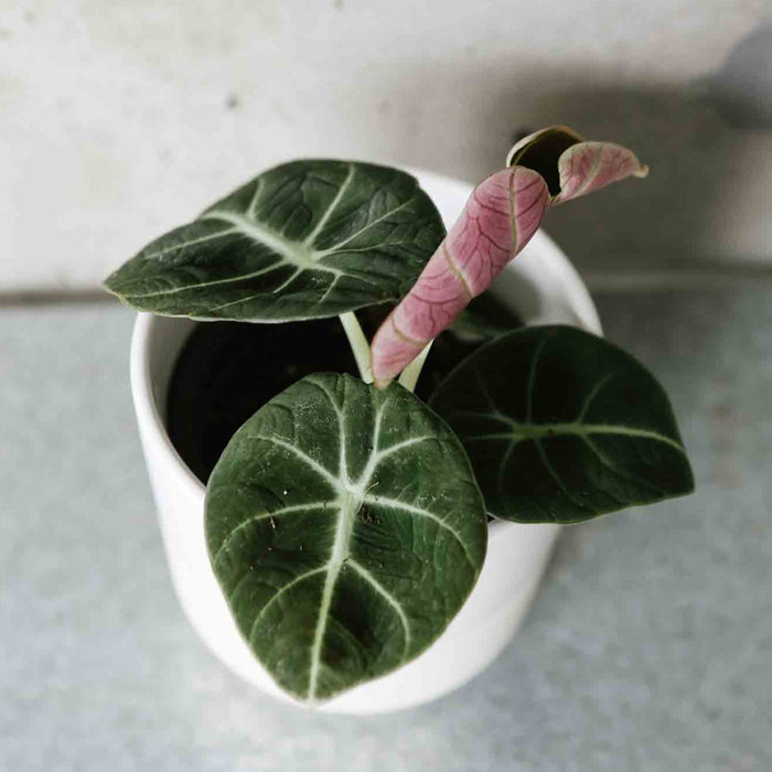 Alocasia Black Velvet