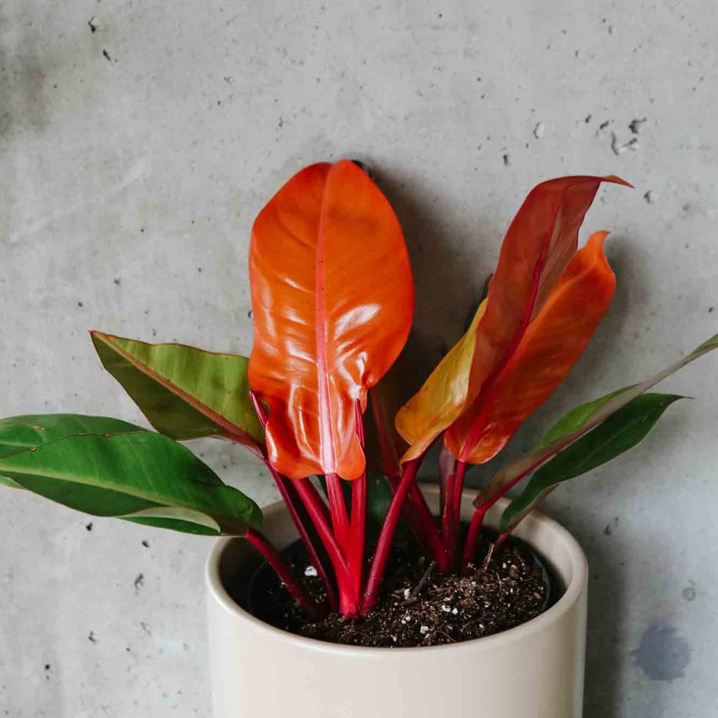 philodendron prince of orange mature Philodendron Prince of Orange – VI Plant Shop