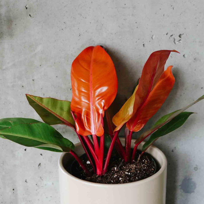 philodendron prince of orange watering Philodendron Prince of Orange – VI Plant Shop