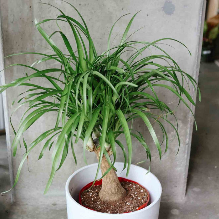 Ponytail Palm