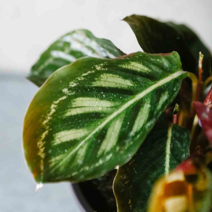 Calathea 'Flamestar'