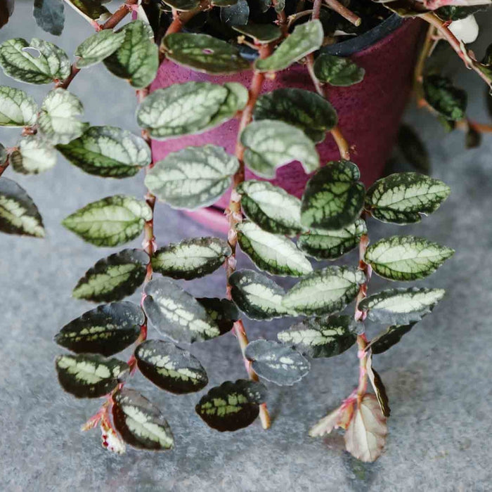 Trailing Watermelon Begonia