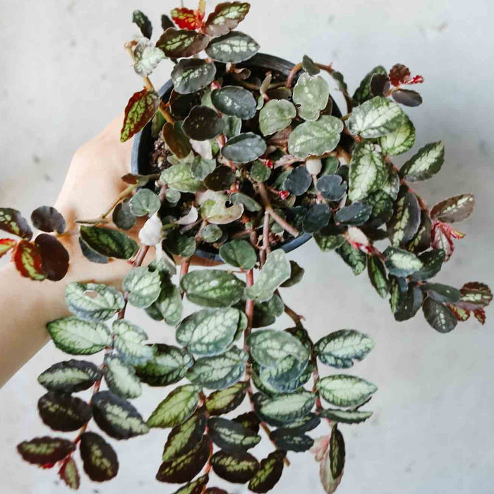 Trailing Watermelon Begonia