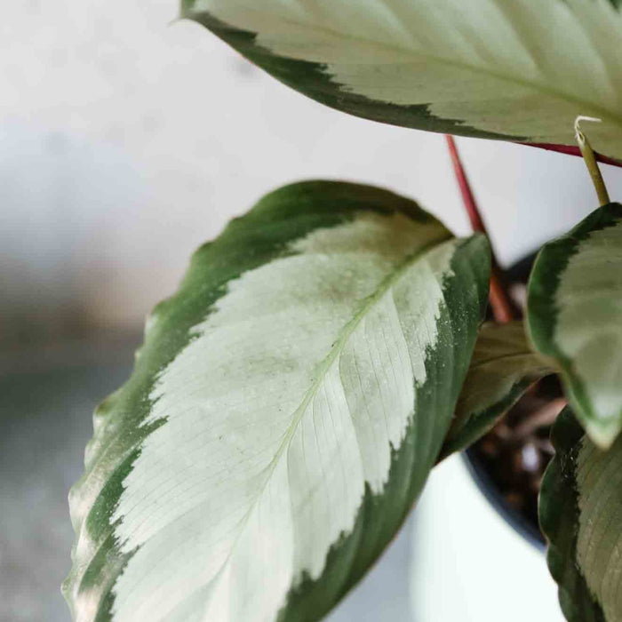 Calathea Picturata