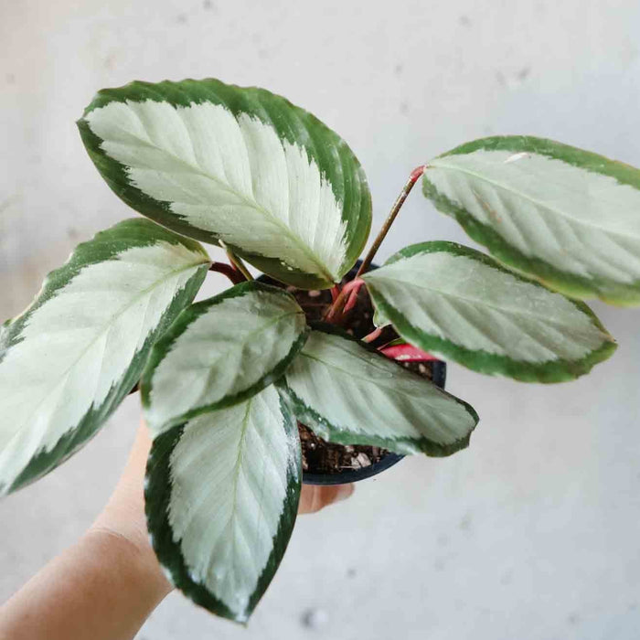 Calathea Picturata