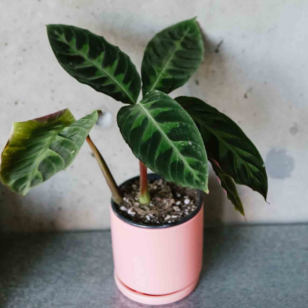 Calathea Jungle Velvet – VI Plant Shop