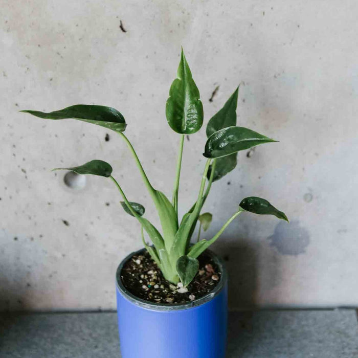 Alocasia Tiny Dancer