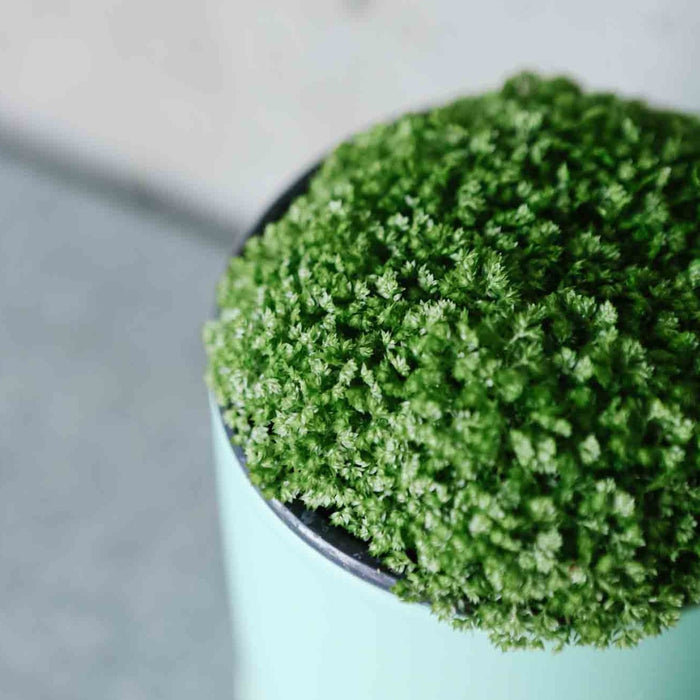 Pin-Cushion Spikemoss